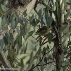 Pardalotus striatus (Striated Pardalote) at Dunlop, ACT - 7 Apr 2019 by JonSteinbeck