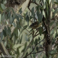 Pardalotus striatus (Striated Pardalote) at The Pinnacle - 6 Apr 2019 by BIrdsinCanberra