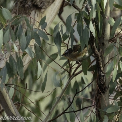 Pardalotus striatus (Striated Pardalote) at Dunlop, ACT - 7 Apr 2019 by JonSteinbeck