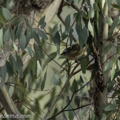 Pardalotus striatus (Striated Pardalote) at Dunlop, ACT - 7 Apr 2019 by BIrdsinCanberra