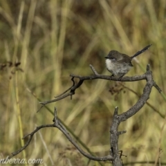 Malurus cyaneus (Superb Fairywren) at The Pinnacle - 6 Apr 2019 by BIrdsinCanberra