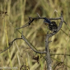 Malurus cyaneus at Dunlop, ACT - 7 Apr 2019 09:18 AM