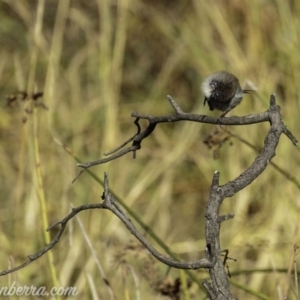 Malurus cyaneus at Dunlop, ACT - 7 Apr 2019 09:18 AM