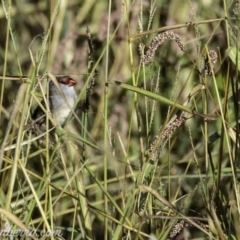 Neochmia temporalis (Red-browed Finch) at The Pinnacle - 6 Apr 2019 by BIrdsinCanberra