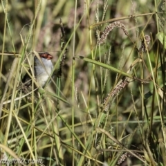 Neochmia temporalis (Red-browed Finch) at Dunlop, ACT - 6 Apr 2019 by BIrdsinCanberra