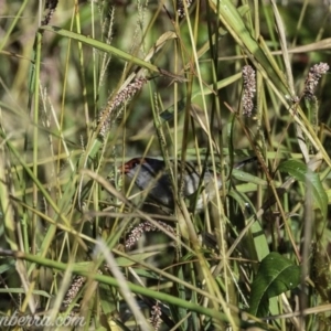 Neochmia temporalis at Dunlop, ACT - 7 Apr 2019