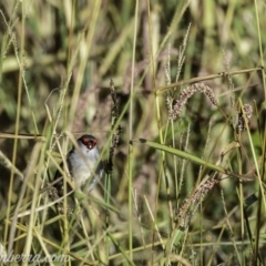 Neochmia temporalis at Dunlop, ACT - 7 Apr 2019