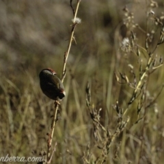 Neochmia temporalis at Dunlop, ACT - 7 Apr 2019