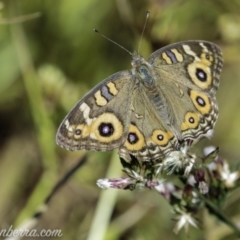 Junonia villida (Meadow Argus) at The Pinnacle - 6 Apr 2019 by BIrdsinCanberra