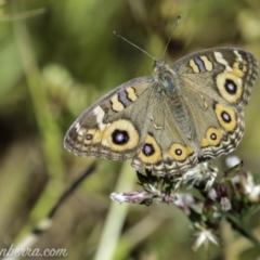 Junonia villida at Dunlop, ACT - 7 Apr 2019