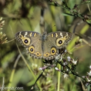 Junonia villida at Dunlop, ACT - 7 Apr 2019