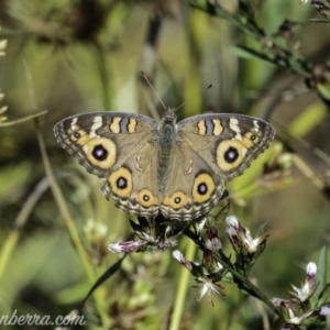 Junonia villida at Dunlop, ACT - 7 Apr 2019