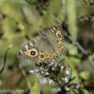 Junonia villida at Dunlop, ACT - 7 Apr 2019