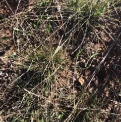 Tripogonella loliiformis (Five Minute Grass, Rye Beetle-Grass) at The Pinnacle - 17 Apr 2019 by mcosgrove