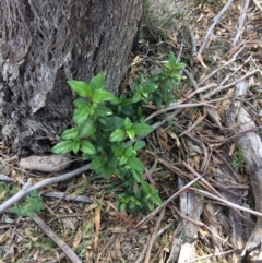 Viburnum tinus (Laurustinus) at Farrer Ridge - 12 Apr 2019 by mcosgrove