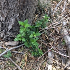 Viburnum tinus at Wanniassa, ACT - 12 Apr 2019 10:15 AM