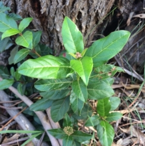 Viburnum tinus at Wanniassa, ACT - 12 Apr 2019