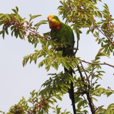 Polytelis swainsonii (Superb Parrot) at Hughes, ACT - 13 Apr 2019 by HelenCross