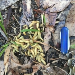 Pseudoperga sp. (genus) (Sawfly, Spitfire) at Bawley Point Bushcare - 9 Apr 2019 by Marg