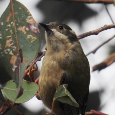 Melithreptus brevirostris (Brown-headed Honeyeater) at Kambah, ACT - 13 Apr 2019 by HelenCross