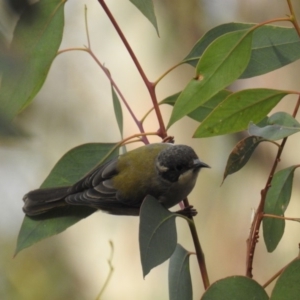 Melithreptus brevirostris at Kambah, ACT - 13 Apr 2019 03:14 PM