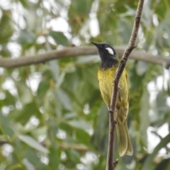 Nesoptilotis leucotis (White-eared Honeyeater) at Kambah, ACT - 13 Apr 2019 by HelenCross