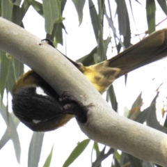 Nesoptilotis leucotis at Kambah, ACT - 13 Apr 2019