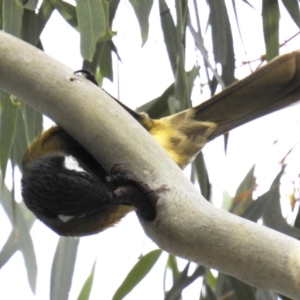 Nesoptilotis leucotis at Kambah, ACT - 13 Apr 2019