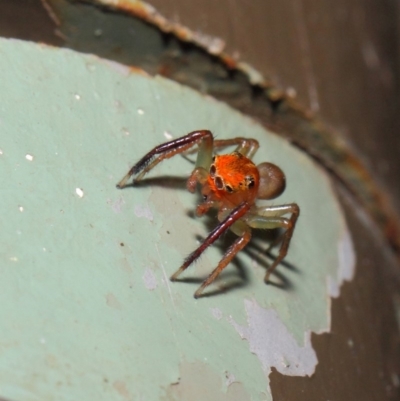Prostheclina pallida (Orange jumping spider) at Acton, ACT - 17 Apr 2019 by TimL