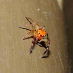 Prostheclina pallida at Acton, ACT - 17 Apr 2019