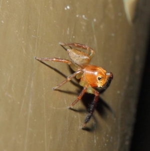 Prostheclina pallida at Acton, ACT - 17 Apr 2019