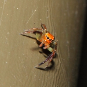 Prostheclina pallida at Acton, ACT - 17 Apr 2019