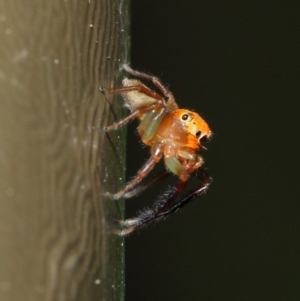 Prostheclina pallida at Acton, ACT - 17 Apr 2019