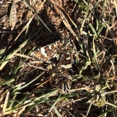 Apina callisto (Pasture Day Moth) at Cook, ACT - 17 Apr 2019 by mcosgrove
