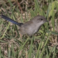 Malurus cyaneus (Superb Fairywren) at McKellar, ACT - 17 Apr 2019 by AlisonMilton