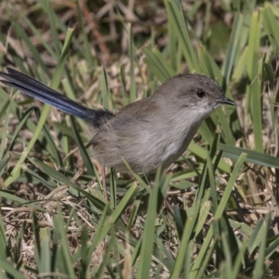 Malurus cyaneus (Superb Fairywren) at Lake Ginninderra - 17 Apr 2019 by Alison Milton