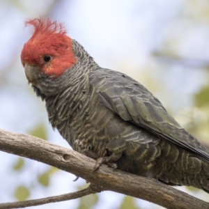 Callocephalon fimbriatum at McKellar, ACT - 17 Apr 2019