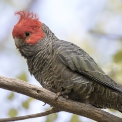 Callocephalon fimbriatum (Gang-gang Cockatoo) at Lake Ginninderra - 17 Apr 2019 by AlisonMilton