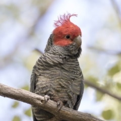 Callocephalon fimbriatum at McKellar, ACT - 17 Apr 2019