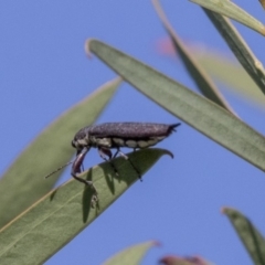 Rhinotia phoenicoptera (Belid weevil) at Lake Ginninderra - 17 Apr 2019 by AlisonMilton