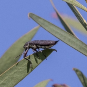 Rhinotia phoenicoptera at McKellar, ACT - 17 Apr 2019 01:50 PM