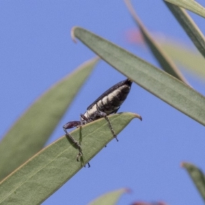 Rhinotia phoenicoptera at McKellar, ACT - 17 Apr 2019