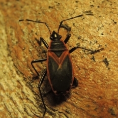 Dindymus circumcinctus (Bordered harlequin bug) at Gordon, ACT - 21 Jan 2019 by michaelb