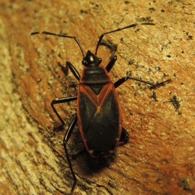 Dindymus circumcinctus (Bordered harlequin bug) at Pine Island to Point Hut - 22 Jan 2019 by MichaelBedingfield