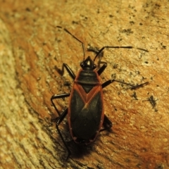 Dindymus circumcinctus at Pine Island to Point Hut - 22 Jan 2019 12:18 AM