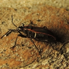 Dindymus circumcinctus at Pine Island to Point Hut - 22 Jan 2019 12:18 AM