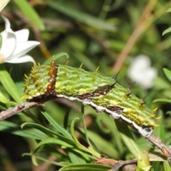 Papilio aegeus (Orchard Swallowtail, Large Citrus Butterfly) at ANBG - 16 Apr 2019 by TimL