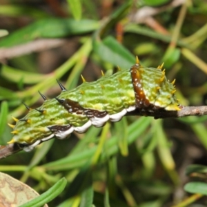 Papilio aegeus at Acton, ACT - 16 Apr 2019