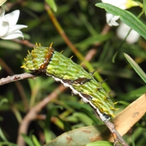 Papilio aegeus at Acton, ACT - 16 Apr 2019