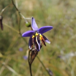 Dianella revoluta var. revoluta at Conder, ACT - 17 Nov 2016